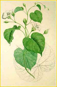   ( Merremia peltata ) Banks Florilegium by Sydney Parkinson