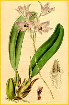   ( Laelia rubescens ) Curtis's Botanical Magazine, 1844