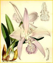   ( Laelia speciosa ) Curtis's Botanical Magazine, 1867