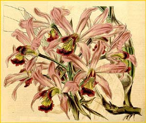   ( Laelia superbiens ) Curtis's Botanical Magazine, 1844