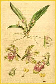   ( Oncidium macrantherum / Leochilus oncidioides ) Curtis's Botanical Magazine, 1867