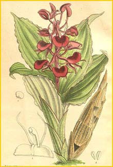  - ( Liparis atrosanguinea ) Curtis's Botanical Magazine, 1908