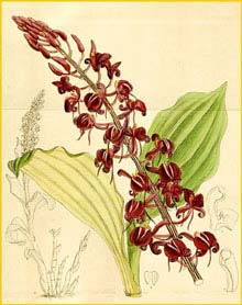   ( Liparis macrantha ) Curtis's Botanical Magazine