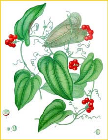   /  /  ( Smilax aristolochiifolia ) from Koehler's Medizinal-Pflanzen