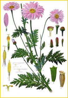  - /  ( Tanacetum coccineum ) from Koehler's Medizinal-Pflanzen