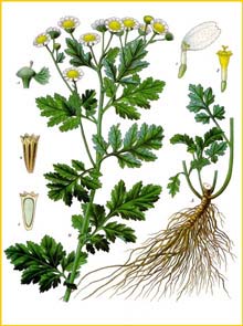   ( Tanacetum / Chrysanthemum / Pyrethrum parthenium ) from Koehler's Medizinal-Pflanzen