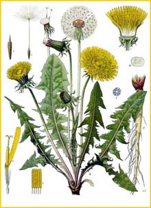   ( Taraxacum officinale ) from Koehler's Medizinal-Pflanzen