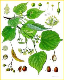   /  ( Tilia cordata / parvifolia / microphylla ) from Koehler's Medizinal-Pflanzen