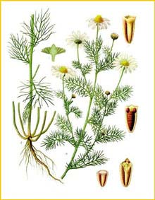   /  ( Tripleurospermum inodorum / perforatum ) from Koehler's Medizinal-Pflanzen