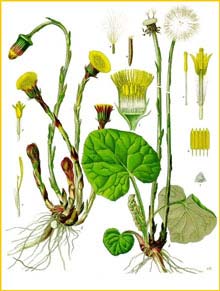 --  /   ( Tussilago farfara ) from Koehler's Medizinal-Pflanzen