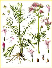   ( Valeriana officinalis ) from Koehler's Medizinal-Pflanzen