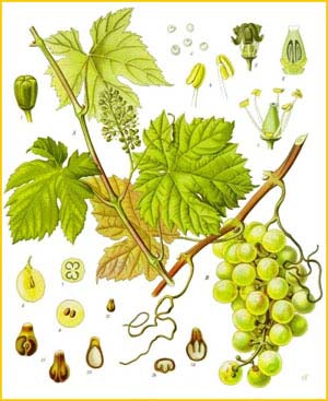   ( Vitis vinifera ) from Koehler's Medizinal-Pflanzen
