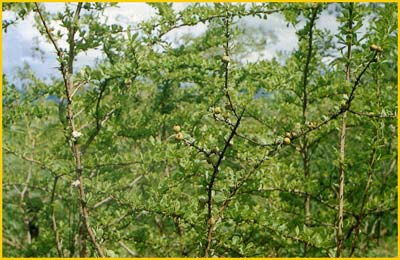   ( Randia kraussii / Gardenia spinosa / Catunaregam obovata / Xeromphis obovata )