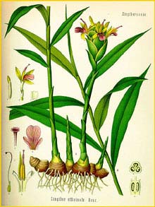   ( Zingiber officinalie ) from Koehler's Medizinal-Pflanzen