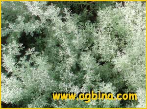   ( Artemisia alba )
