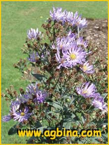    ( Aster laevis )