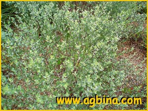   ( Aster sericeus / Lasallea sericea / Virgulus sericeus / Symphyotrichum sericeum )