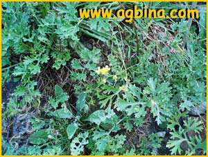   /   ( Tanacetum cinerariifolium / Pyrethrum cinerariifolium / Chrysanthemum cinerariifolium )