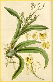   ( Liparis / Stichorkis reflexa ) Curtis's Botanical Magazine, 1827