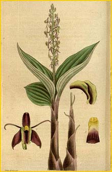   ( Liparis walkeriae ) Curtis's Botanical Magazine, 1867