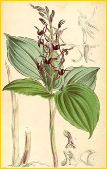   ( Liparis wightiana ) Curtis's Botanical Magazine, 1865