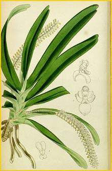   ( Angraecum pertusum / Listrostachys pertusa ) Curtis's Botanical Magazine, 1854