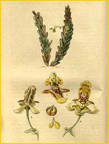   ( Epidendrum imbricatum / Lockhartia imbricata ) Curtis's Botanical Magazine, 1827