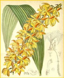   ( Acineta glauca / Lueddemannia pescatorei ) Curtis's Botanical Magazine, 1890
