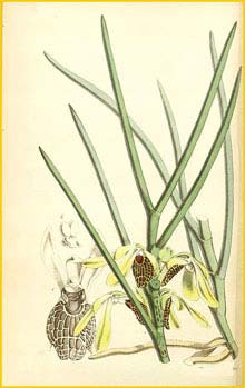   ( Cymbidium scarabiiforme / Luisia psyche ) Curtis's Botanical Magazine, 1866