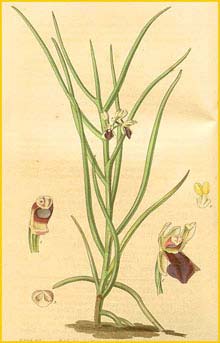   /  ( Cymbidium triste / Luisia tristis ) Curtis's Botanical Magazine, 1839