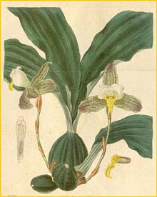   ( Lycaste deppei ) Curtis's Botanical Magazine, 1835