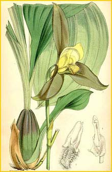  ( Lycaste lasioglossa ) Curtis's Botanical Magazine