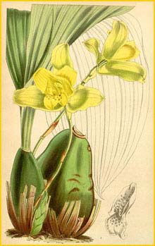   ( Lycaste macrobulbon ) Curtis's Botanical Magazine, 1846