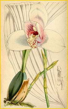   ( Lycaste skinneri / virginalis ) Curtis's Botanical Magazine