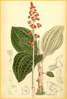   ( Macodes petola ) Curtis's Botanical Magazine, 1889