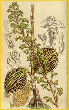   ( Macodes sanderiana ) Curtis's Botanical Magazine