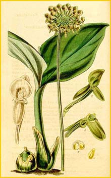   ( Malaxis histionantha ) Curtis's Botanical Magazine, 1844