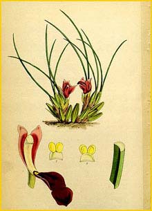   /  ( Maxillaria acicularis ) Curtis's Botanical Magazine, 1848