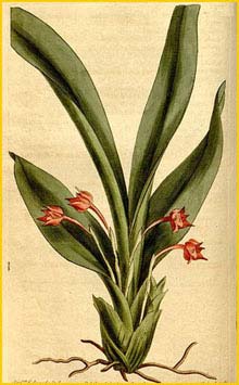   ( Maxillaria coccinea ) Curtis's Botanical Magazine, 1812