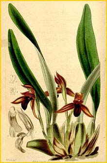   ( Maxillaria cucullata ) Curtis's Botanical Magazine, 1842