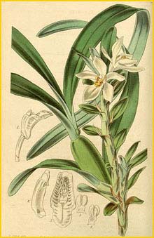   ( Maxillaria lutescens ) Curtis's Botanical Magazine, 1845