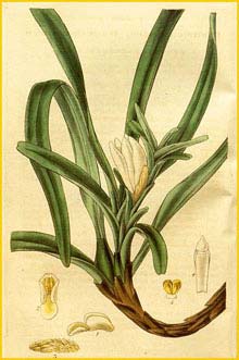   ( Maxillaria lutescens ) Curtis's Botanical Magazine, 1834