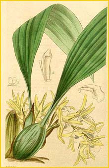   ( Maxillaria palmifolia ) Curtis's Botanical Magazine, 1843