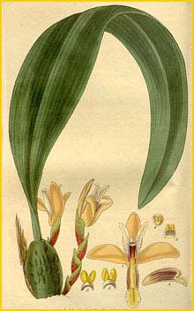   ( Maxillaria Parkerii ) Curtis's Botanical Magazine, 1827
