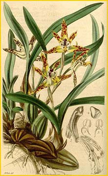   /  ( Maxillaria picta ) Curtis's Botanical Magazine, 1843
