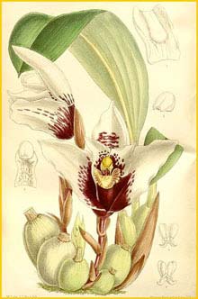   ( Maxillaria sanderiana ) Curtis's Botanical Magazine, 1897