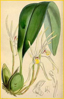   ( Maxillaria setigera ) Curtis's Botanical Magazine, 1849