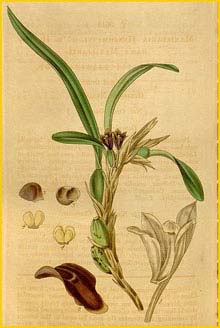   ( Maxillaria variabilis ) Curtis's Botanical Magazine, 1837