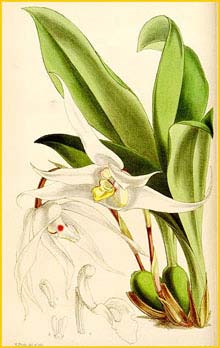   /  ( Maxillaria venusta ) Curtis's Botanical Magazine, 1862