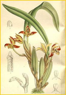  ( Maxillaria / Maxillariella houtteana ) Curtis's Botanical Magazine, 1897